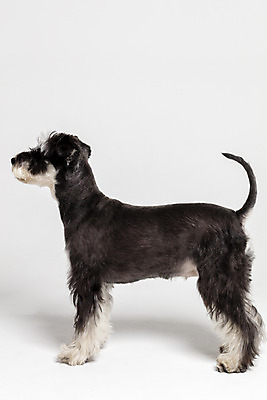 포토 JPG 스튜디오촬영 한마리 반려견 실내 사람없음 옆모습 반려동물 개 강아지 흰배경 미니어처슈나우져 반려 국내포토 동물 1 뷰포인트 백그라운드 포유류 내부 흰색 슈나우저 파일형식