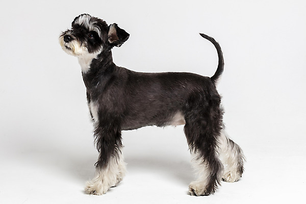 포토 JPG 스튜디오촬영 한마리 반려견 실내 사람없음 옆모습 반려동물 개 강아지 흰배경 미니어처슈나우져 반려 국내포토 동물 1 뷰포인트 백그라운드 포유류 내부 흰색 슈나우저 파일형식