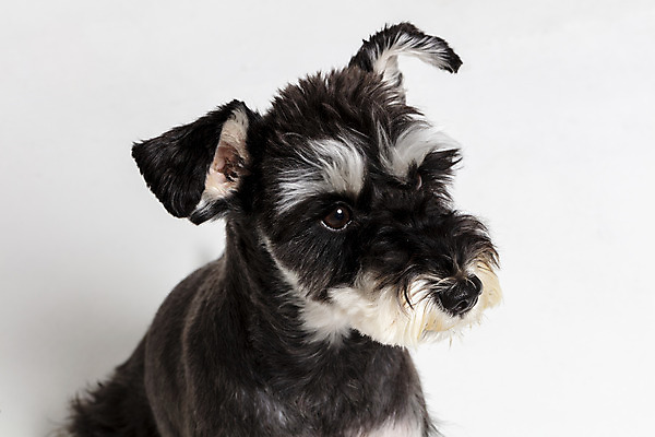 포토 JPG 스튜디오촬영 한마리 반려견 실내 근접촬영 사람없음 옆모습 반려동물 개 강아지 흰배경 미니어처슈나우져 반려 국내포토 동물 1 뷰포인트 백그라운드 포유류 내부 흰색 슈나우저 파일형식