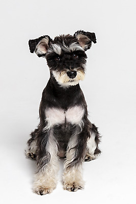 포토 JPG 스튜디오촬영 한마리 반려견 실내 앉기 사람없음 옆모습 반려동물 개 강아지 흰배경 미니어처슈나우져 반려 국내포토 동물 1 뷰포인트 백그라운드 포유류 모션 내부 흰색 슈나우저 파일형식