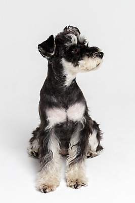 포토 JPG 스튜디오촬영 한마리 반려견 실내 앉기 사람없음 옆모습 반려동물 개 강아지 흰배경 미니어처슈나우져 반려 국내포토 동물 1 뷰포인트 백그라운드 포유류 모션 내부 흰색 슈나우저 파일형식