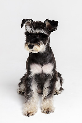 포토 JPG 스튜디오촬영 한마리 반려견 실내 앉기 사람없음 옆모습 반려동물 개 강아지 흰배경 미니어처슈나우져 반려 국내포토 동물 1 뷰포인트 백그라운드 포유류 모션 내부 흰색 슈나우저 파일형식