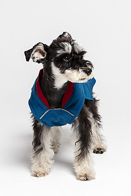 포토 JPG 스튜디오촬영 한마리 반려견 실내 사람없음 옆모습 반려동물 재킷 개 강아지 흰배경 미니어처슈나우져 강아지옷 반려 국내포토 동물 1 뷰포인트 백그라운드 포유류 내부 외투 흰색 슈나우저 애견용품 파일형식