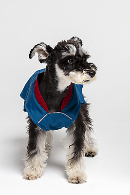 포토 JPG 스튜디오촬영 한마리 반려견 실내 사람없음 옆모습 반려동물 재킷 개 강아지 흰배경 미니어처슈나우져 강아지옷 반려 국내포토 동물 1 뷰포인트 백그라운드 포유류 내부 외투 흰색 슈나우저 애견용품 파일형식