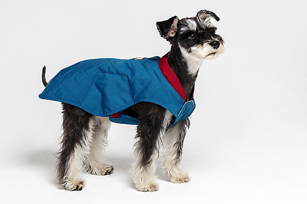 포토 JPG 스튜디오촬영 한마리 반려견 실내 사람없음 옆모습 반려동물 재킷 개 강아지 흰배경 미니어처슈나우져 강아지옷 반려 국내포토 동물 1 뷰포인트 백그라운드 포유류 내부 외투 흰색 슈나우저 애견용품 파일형식