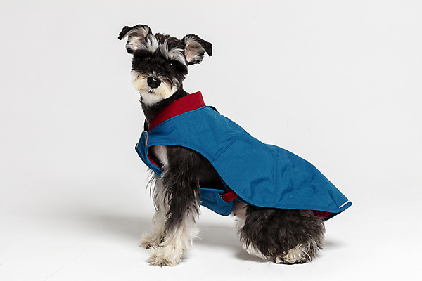 포토 JPG 스튜디오촬영 한마리 반려견 실내 앉기 사람없음 옆모습 반려동물 재킷 개 강아지 흰배경 미니어처슈나우져 강아지옷 반려 국내포토 동물 1 뷰포인트 백그라운드 포유류 모션 내부 외투 흰색 슈나우저 애견용품 파일형식