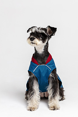 포토 JPG 스튜디오촬영 한마리 반려견 실내 앉기 사람없음 옆모습 반려동물 재킷 개 강아지 흰배경 미니어처슈나우져 강아지옷 반려 국내포토 동물 1 뷰포인트 백그라운드 포유류 모션 내부 외투 흰색 슈나우저 애견용품 파일형식