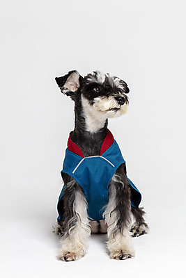 포토 JPG 스튜디오촬영 한마리 반려견 실내 앉기 사람없음 옆모습 반려동물 재킷 개 강아지 흰배경 미니어처슈나우져 강아지옷 반려 국내포토 동물 1 뷰포인트 백그라운드 포유류 모션 내부 외투 흰색 슈나우저 애견용품 파일형식