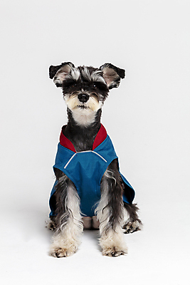 포토 JPG 스튜디오촬영 한마리 반려견 실내 앉기 사람없음 앞모습 반려동물 재킷 개 강아지 흰배경 미니어처슈나우져 강아지옷 반려 국내포토 동물 1 뷰포인트 백그라운드 포유류 모션 내부 외투 흰색 슈나우저 애견용품 파일형식