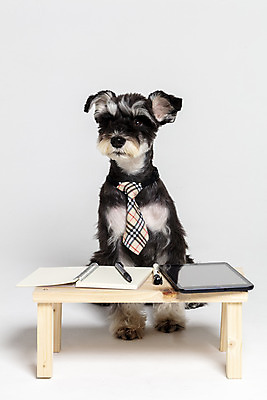 포토 JPG 스튜디오촬영 한마리 반려견 넥타이 실내 앉기 사람없음 앞모습 반려동물 태블릿 펜 공책 개 강아지 흰배경 미니어처슈나우져 강아지옷 나무책상 반려 국내포토 동물 1 잡화 뷰포인트 백그라운드 포유류 모션 문구용품 내부 목재 전자제품 스마트기기 필기구 흰색 슈나우저 책상 애견용품 파일형식