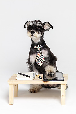 포토 JPG 스튜디오촬영 한마리 반려견 넥타이 실내 앉기 사람없음 옆모습 반려동물 태블릿 펜 공책 터치 개 강아지 흰배경 미니어처슈나우져 강아지옷 나무책상 반려 국내포토 동물 1 잡화 뷰포인트 백그라운드 포유류 모션 문구용품 내부 목재 전자제품 스마트기기 필기구 흰색 슈나우저 책상 애견용품 파일형식