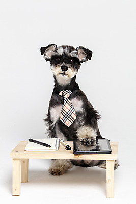 포토 JPG 스튜디오촬영 한마리 반려견 넥타이 실내 앉기 사람없음 앞모습 반려동물 태블릿 펜 공책 터치 개 강아지 흰배경 미니어처슈나우져 강아지옷 나무책상 반려 국내포토 동물 1 잡화 뷰포인트 백그라운드 포유류 모션 문구용품 내부 목재 전자제품 스마트기기 필기구 흰색 슈나우저 책상 애견용품 파일형식
