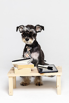 포토 JPG 스튜디오촬영 한마리 반려견 안경 넥타이 실내 앉기 사람없음 옆모습 책 반려동물 태블릿 펜 공책 개 강아지 흰배경 미니어처슈나우져 강아지옷 나무책상 반려 국내포토 동물 1 잡화 뷰포인트 백그라운드 포유류 모션 문구용품 내부 목재 전자제품 스마트기기 필기구 흰색 슈나우저 책상 애견용품 파일형식