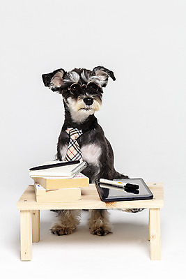 포토 JPG 스튜디오촬영 한마리 반려견 안경 넥타이 실내 앉기 사람없음 앞모습 책 반려동물 태블릿 펜 공책 개 강아지 흰배경 미니어처슈나우져 강아지옷 나무책상 반려 국내포토 동물 1 잡화 뷰포인트 백그라운드 포유류 모션 문구용품 내부 목재 전자제품 스마트기기 필기구 흰색 슈나우저 책상 애견용품 파일형식