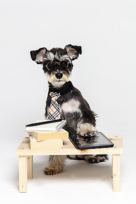 포토 JPG 스튜디오촬영 한마리 반려견 안경 넥타이 실내 앉기 사람없음 앞모습 책 반려동물 태블릿 펜 공책 터치 개 강아지 흰배경 미니어처슈나우져 강아지옷 나무책상 반려 국내포토 동물 1 잡화 뷰포인트 백그라운드 포유류 모션 문구용품 내부 목재 전자제품 스마트기기 필기구 흰색 슈나우저 책상 애견용품 파일형식