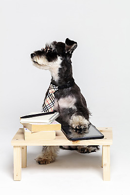 포토 JPG 스튜디오촬영 한마리 반려견 안경 넥타이 실내 앉기 사람없음 옆모습 책 반려동물 태블릿 펜 공책 터치 개 강아지 흰배경 미니어처슈나우져 강아지옷 나무책상 반려 국내포토 동물 1 잡화 뷰포인트 백그라운드 포유류 모션 문구용품 내부 목재 전자제품 스마트기기 필기구 흰색 슈나우저 책상 애견용품 파일형식