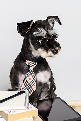 포토 JPG 스튜디오촬영 한마리 반려견 안경 넥타이 실내 근접촬영 사람없음 옆모습 책 반려동물 태블릿 펜 공책 개 강아지 흰배경 미니어처슈나우져 강아지옷 나무책상 반려 국내포토 동물 1 잡화 뷰포인트 백그라운드 포유류 문구용품 내부 목재 전자제품 스마트기기 필기구 흰색 슈나우저 책상 애견용품 파일형식