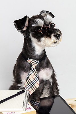 포토 JPG 스튜디오촬영 한마리 반려견 안경 넥타이 실내 근접촬영 사람없음 옆모습 책 반려동물 태블릿 펜 공책 개 강아지 흰배경 미니어처슈나우져 나무책상 반려 국내포토 동물 1 잡화 뷰포인트 백그라운드 포유류 문구용품 내부 목재 전자제품 스마트기기 필기구 흰색 슈나우저 책상 파일형식
