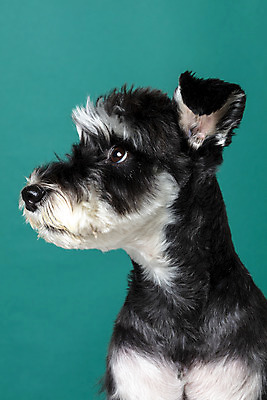 포토 JPG 스튜디오촬영 한마리 반려견 실내 근접촬영 사람없음 옆모습 반려동물 개 강아지 미니어처슈나우져 반려 초록배경 국내포토 동물 1 뷰포인트 백그라운드 포유류 내부 초록색 슈나우저 파일형식