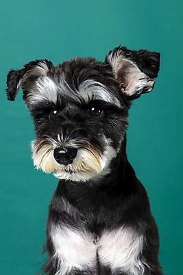 포토 JPG 스튜디오촬영 한마리 반려견 실내 근접촬영 사람없음 옆모습 반려동물 개 강아지 미니어처슈나우져 반려 초록배경 국내포토 동물 1 뷰포인트 백그라운드 포유류 내부 초록색 슈나우저 파일형식