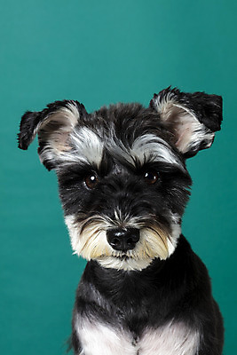 포토 JPG 스튜디오촬영 한마리 반려견 실내 근접촬영 사람없음 앞모습 반려동물 개 강아지 미니어처슈나우져 반려 초록배경 국내포토 동물 1 뷰포인트 백그라운드 포유류 내부 초록색 슈나우저 파일형식