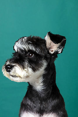 포토 JPG 스튜디오촬영 한마리 반려견 실내 근접촬영 사람없음 옆모습 반려동물 개 강아지 미니어처슈나우져 반려 초록배경 국내포토 동물 1 뷰포인트 백그라운드 포유류 내부 초록색 슈나우저 파일형식