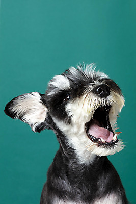 포토 JPG 스튜디오촬영 한마리 반려견 실내 입벌림 근접촬영 사람없음 옆모습 반려동물 개 강아지 미니어처슈나우져 반려 초록배경 국내포토 동물 1 뷰포인트 백그라운드 포유류 표정 내부 초록색 슈나우저 파일형식