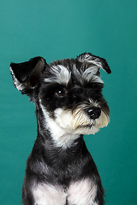 포토 JPG 스튜디오촬영 한마리 반려견 실내 근접촬영 사람없음 옆모습 반려동물 개 강아지 미니어처슈나우져 반려 초록배경 국내포토 동물 1 뷰포인트 백그라운드 포유류 내부 초록색 슈나우저 파일형식