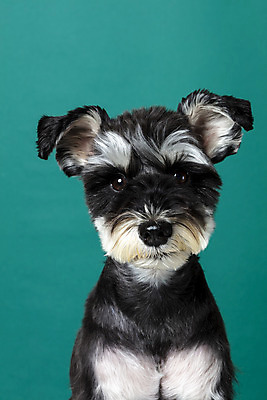 포토 JPG 스튜디오촬영 한마리 반려견 실내 근접촬영 사람없음 앞모습 반려동물 개 강아지 미니어처슈나우져 반려 초록배경 국내포토 동물 1 뷰포인트 백그라운드 포유류 내부 초록색 슈나우저 파일형식