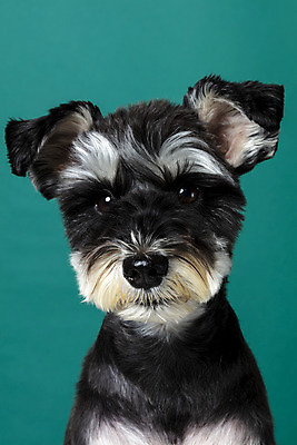 포토 JPG 스튜디오촬영 한마리 반려견 실내 근접촬영 사람없음 앞모습 반려동물 개 강아지 미니어처슈나우져 반려 초록배경 국내포토 동물 1 뷰포인트 백그라운드 포유류 내부 초록색 슈나우저 파일형식