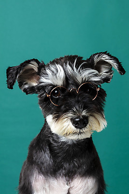 포토 JPG 스튜디오촬영 한마리 반려견 안경 실내 근접촬영 사람없음 옆모습 반려동물 개 강아지 미니어처슈나우져 강아지옷 반려 초록배경 국내포토 동물 1 잡화 뷰포인트 백그라운드 포유류 내부 초록색 슈나우저 애견용품 파일형식