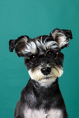 포토 JPG 스튜디오촬영 한마리 반려견 안경 실내 근접촬영 사람없음 앞모습 반려동물 개 강아지 미니어처슈나우져 강아지옷 반려 초록배경 국내포토 동물 1 잡화 뷰포인트 백그라운드 포유류 내부 초록색 슈나우저 애견용품 파일형식