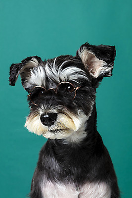 포토 JPG 스튜디오촬영 한마리 반려견 안경 실내 근접촬영 사람없음 옆모습 반려동물 개 강아지 미니어처슈나우져 강아지옷 반려 초록배경 국내포토 동물 1 잡화 뷰포인트 백그라운드 포유류 내부 초록색 슈나우저 애견용품 파일형식