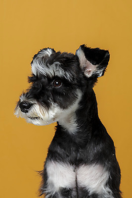 포토 JPG 스튜디오촬영 한마리 반려견 실내 근접촬영 사람없음 옆모습 반려동물 개 강아지 미니어처슈나우져 반려 주황색배경 국내포토 동물 1 뷰포인트 백그라운드 포유류 내부 주황색 슈나우저 파일형식