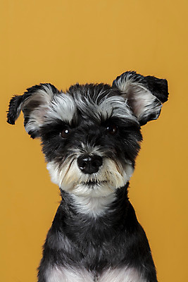 포토 JPG 스튜디오촬영 한마리 반려견 실내 근접촬영 사람없음 앞모습 반려동물 개 강아지 미니어처슈나우져 반려 주황색배경 국내포토 동물 1 뷰포인트 백그라운드 포유류 내부 주황색 슈나우저 파일형식