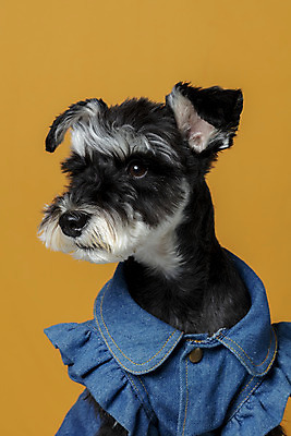 포토 JPG 스튜디오촬영 한마리 반려견 실내 근접촬영 사람없음 옆모습 반려동물 개 강아지 미니어처슈나우져 강아지옷 반려 주황색배경 국내포토 동물 1 뷰포인트 백그라운드 포유류 내부 주황색 슈나우저 애견용품 파일형식