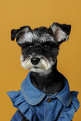 포토 JPG 스튜디오촬영 한마리 반려견 실내 근접촬영 사람없음 앞모습 반려동물 개 강아지 미니어처슈나우져 강아지옷 반려 주황색배경 국내포토 동물 1 뷰포인트 백그라운드 포유류 내부 주황색 슈나우저 애견용품 파일형식