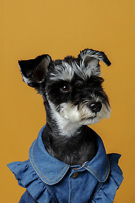 포토 JPG 스튜디오촬영 한마리 반려견 실내 근접촬영 사람없음 옆모습 반려동물 개 강아지 미니어처슈나우져 강아지옷 반려 주황색배경 국내포토 동물 1 뷰포인트 백그라운드 포유류 내부 주황색 슈나우저 애견용품 파일형식