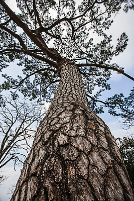 포토 JPG 주간 나무 로우앵글 하늘 한국 풍경 사람없음 야외 소나무 전라남도 해남 국내여행 국내포토 자연요소 식물 아시아 뷰포인트 여행 전라도 파일형식
