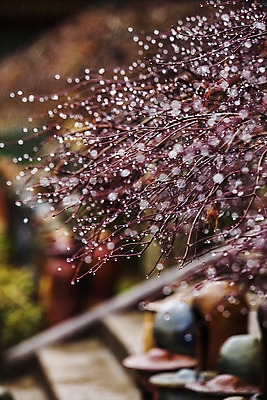 포토 JPG 주간 한국 풍경 사람없음 야외 아웃포커스 나뭇가지 비 전라남도 빗방울 보케 해남 국내여행 국내포토 자연요소 나무 아시아 여행 날씨 촬영기법 비_날씨 전라도 파일형식