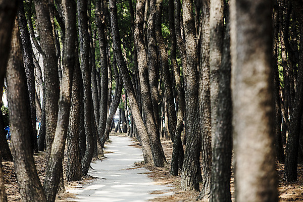 포토 JPG 주간 나무 한국 풍경 사람없음 야외 소프트포커스 숲속 경상북도 숲길 국내여행 포항 국내포토 자연요소 식물 아시아 길 여행 촬영기법 숲 경상도 파일형식