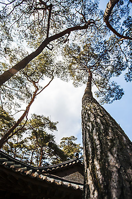 포토 JPG 주간 로우앵글 하늘 한국 풍경 사람없음 야외 소나무 숲 강원도 처마 국내여행 영월 청령포 국내포토 자연요소 나무 아시아 뷰포인트 여행 명승지 파일형식