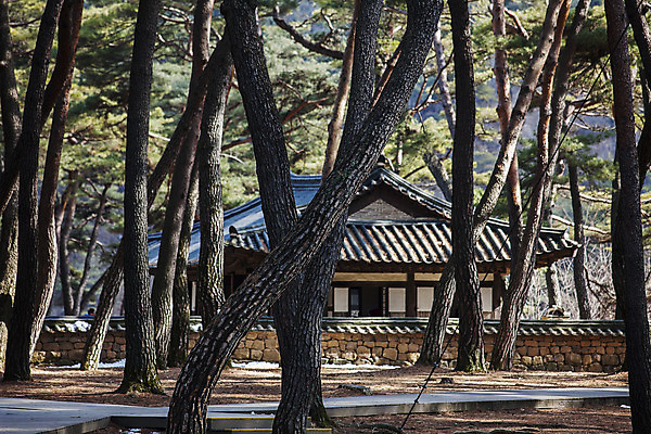 포토 JPG 주간 고건축 한국 풍경 사람없음 야외 소나무 숲 강원도 국내여행 영월 기와담장 청령포 국내포토 자연요소 나무 건축물 아시아 여행 기와 담장 명승지 파일형식