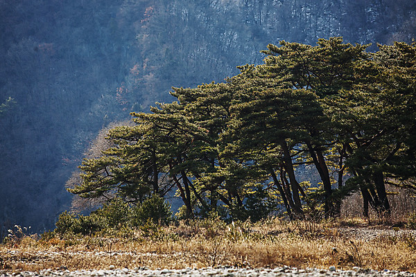 포토 JPG 주간 나무 한국 풍경 사람없음 야외 숲 강원도 국내여행 영월 청령포 국내포토 자연요소 식물 아시아 여행 명승지 파일형식