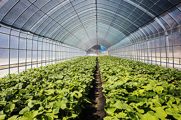 포토 JPG 주간 밭 실내 사람없음 농작물 특산물 강원도 비닐하우스 봄나물 인제군 곰취 제철음식 산나물 국내포토 자연요소 음식 농업 채소 한국 내부 나물 제철 파일형식