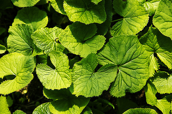 포토 JPG 주간 식재료 근접촬영 사람없음 야외 농작물 특산물 강원도 봄나물 인제군 곰취 제철음식 산나물 국내포토 자연요소 음식 뷰포인트 농업 채소 한국 나물 제철 파일형식