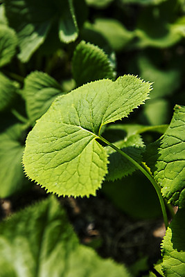포토 JPG 주간 식재료 근접촬영 사람없음 야외 농작물 특산물 강원도 봄나물 인제군 곰취 제철음식 산나물 국내포토 자연요소 음식 뷰포인트 농업 채소 한국 나물 제철 파일형식