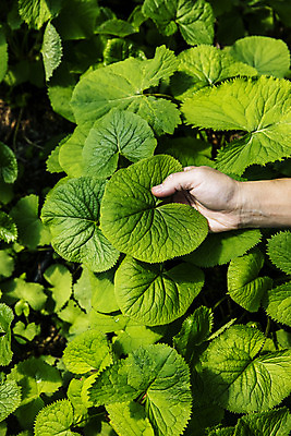 포토 JPG 주간 손 식재료 들기 야외 신체부위 농작물 특산물 강원도 봄나물 인제군 곰취 제철음식 산나물 국내포토 자연요소 음식 농업 채소 모션 한국 사람 나물 제철 파일형식