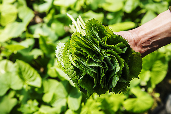 포토 JPG 주간 손 식재료 들기 야외 아웃포커스 신체부위 농작물 특산물 강원도 봄나물 인제군 곰취 제철음식 산나물 국내포토 자연요소 음식 농업 채소 모션 한국 촬영기법 사람 나물 제철 파일형식