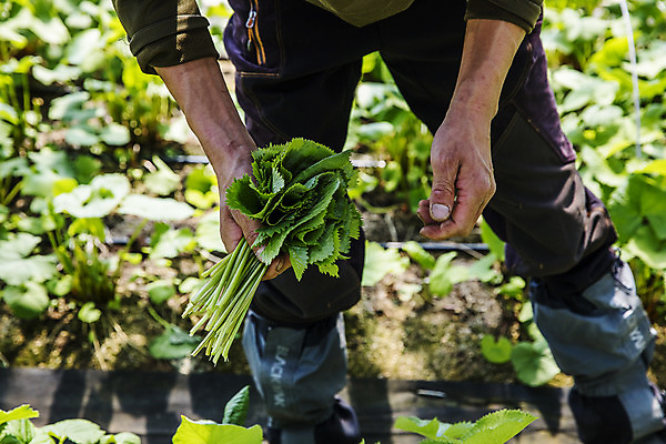 포토 JPG 주간 손 밭 식재료 한명 들기 사람 야외 앞모습 아웃포커스 농작물 하반신 특산물 강원도 봄나물 인제군 곰취 제철음식 산나물 국내포토 자연요소 1 음식 뷰포인트 농업 채소 모션 한국 촬영기법 신체부위 나물 제철 파일형식